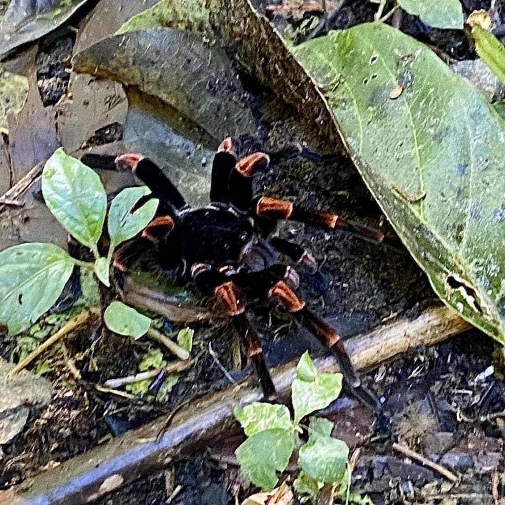 tarantula in the woods