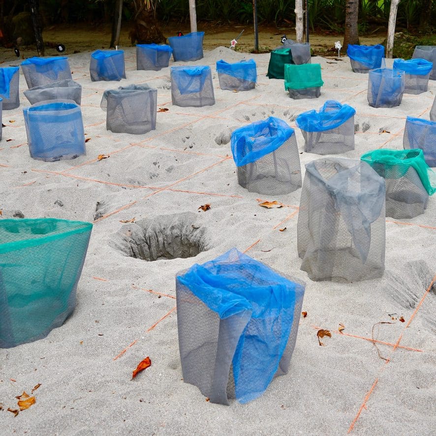 nest cages for baby turtles on the beach