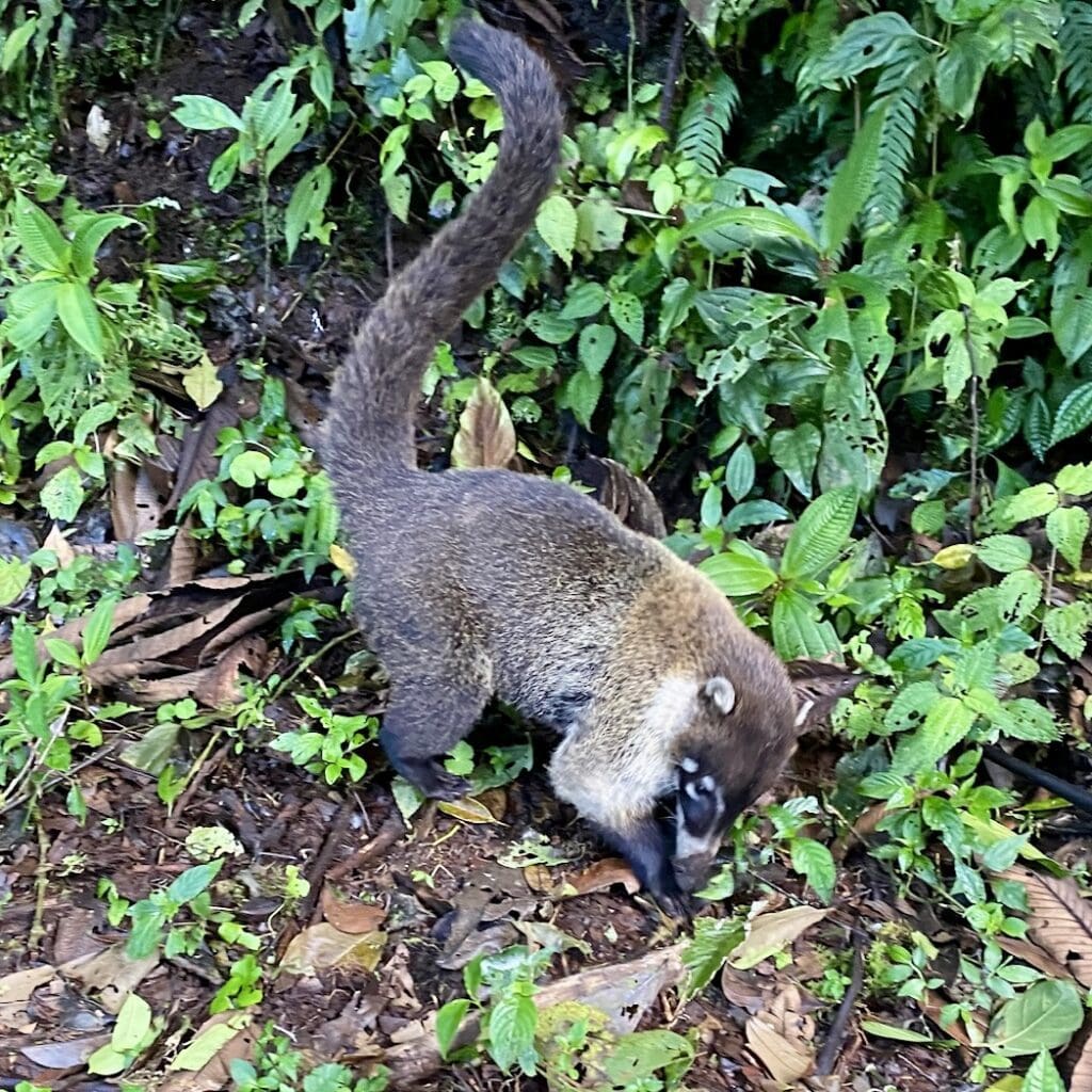 small mammal with long tail in the woods
