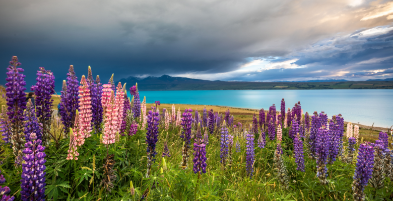 View of pink and purple flowers blooming along a rugged beach coastline in South Island (New Zealand).