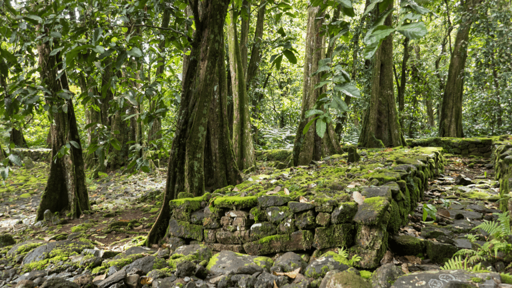 wooded hiking trail with stone walls