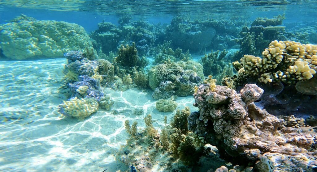 coral reef near Moorea