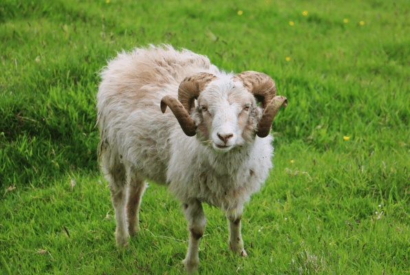 a sheep standing in green grass of Faroe Islands