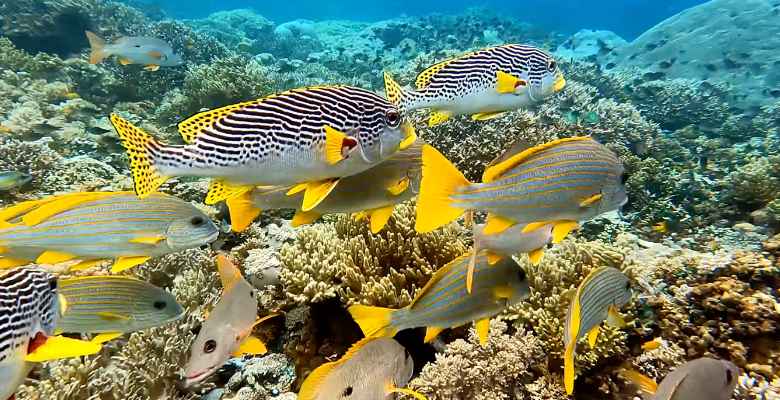 colorful yellow fish in raja ampat