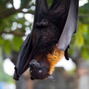 flying fox in indonesia