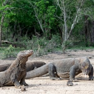 several komodo dragons on a beach