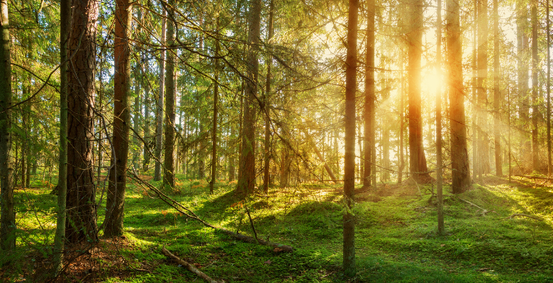 Forested area with sun shining through in Lahemaa National Park