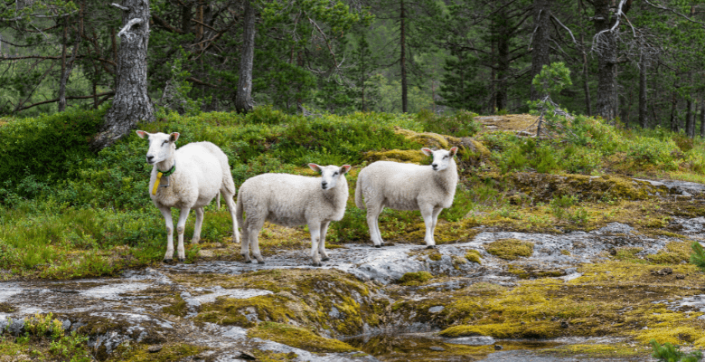 three mountain goats on the hiking trails