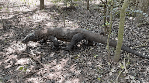 A komodo dragon we passed on our walk.