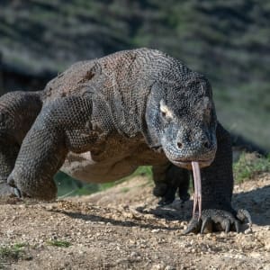 komodo dragon walking on beach