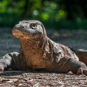 large komodo dragon walking on beach in indonesia