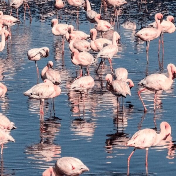 flamingos in the water