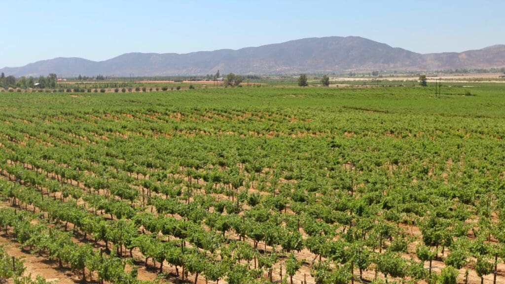 A vineyard in Mexico.
