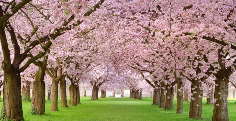 cherry blossom festivals