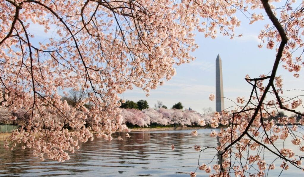 WASHINGTON DC CHERRY BLOSSOMS