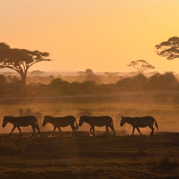 wildlife on the plains of African grasslands