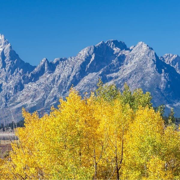 yellow trees and snow capped mountains of grand teton national park