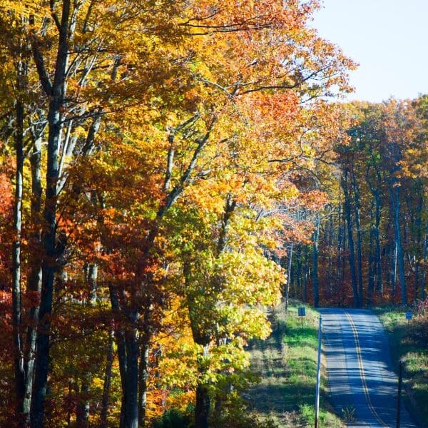 fall leaves in north america