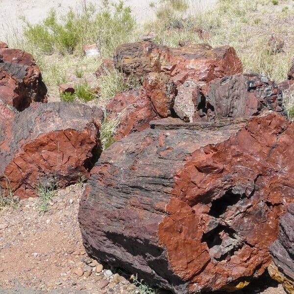 petrified logs at petrified forest national park in arizona