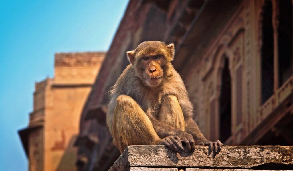 monkey sitting on a ledge in a city in India